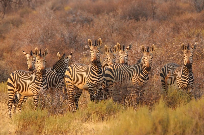 Night Safari